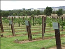 Jacobs Creek vines